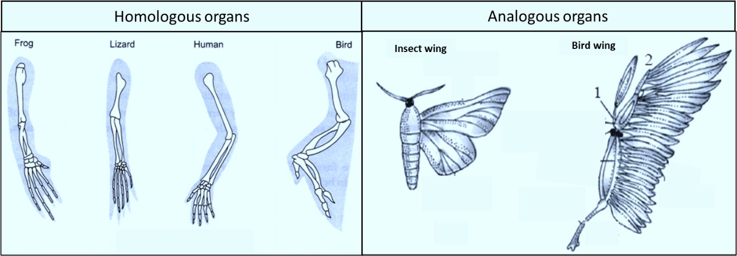 homology_analogy.png