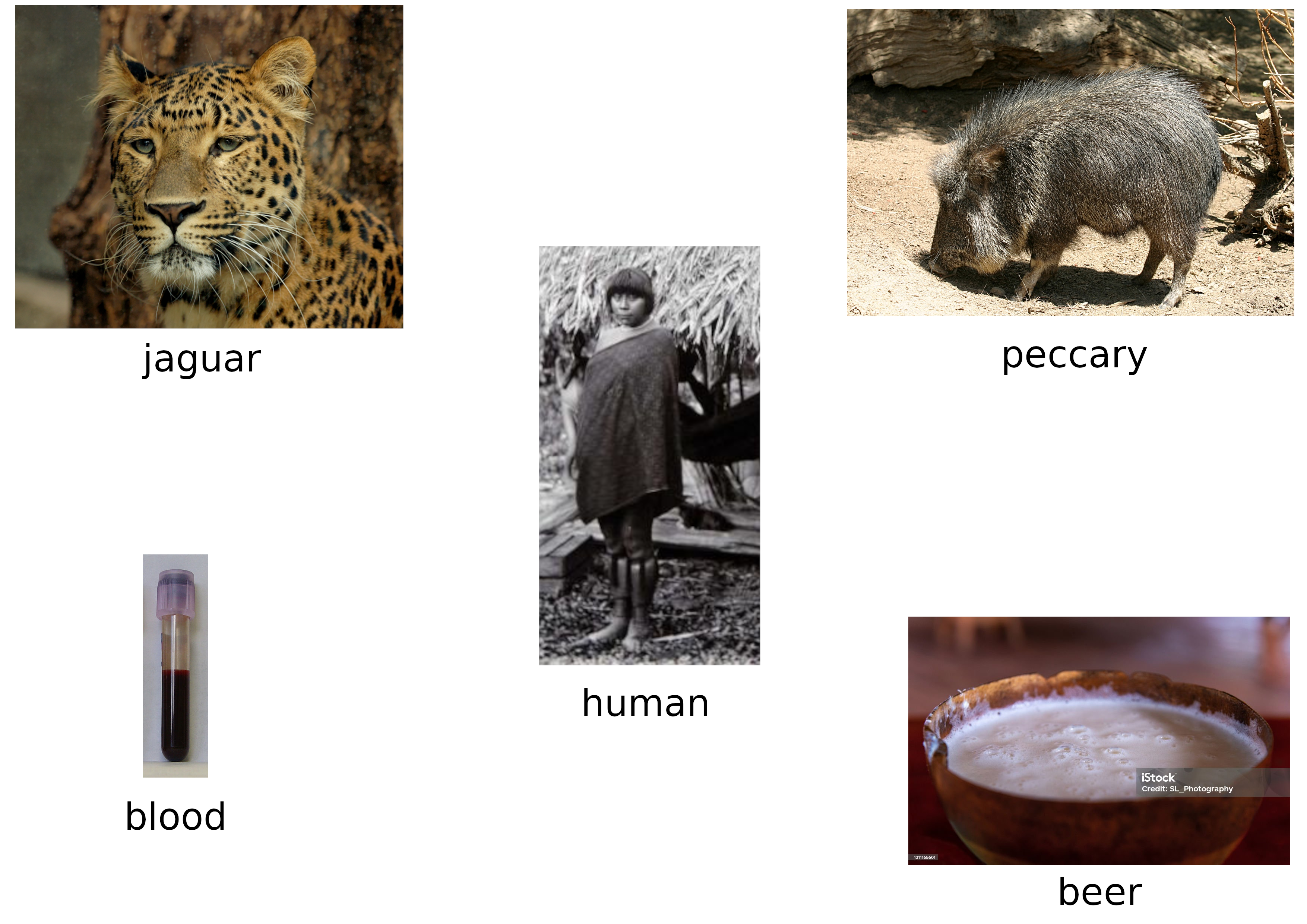 human_POV.png